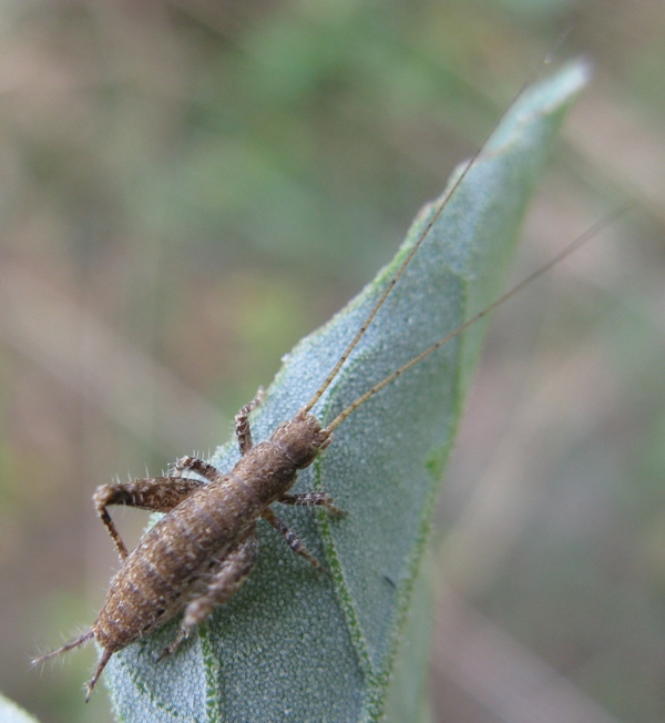 nuovo per me.. Arachnocephalus vestitus